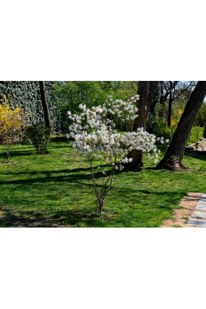 Ірга вільхолиста Слейт в Україні